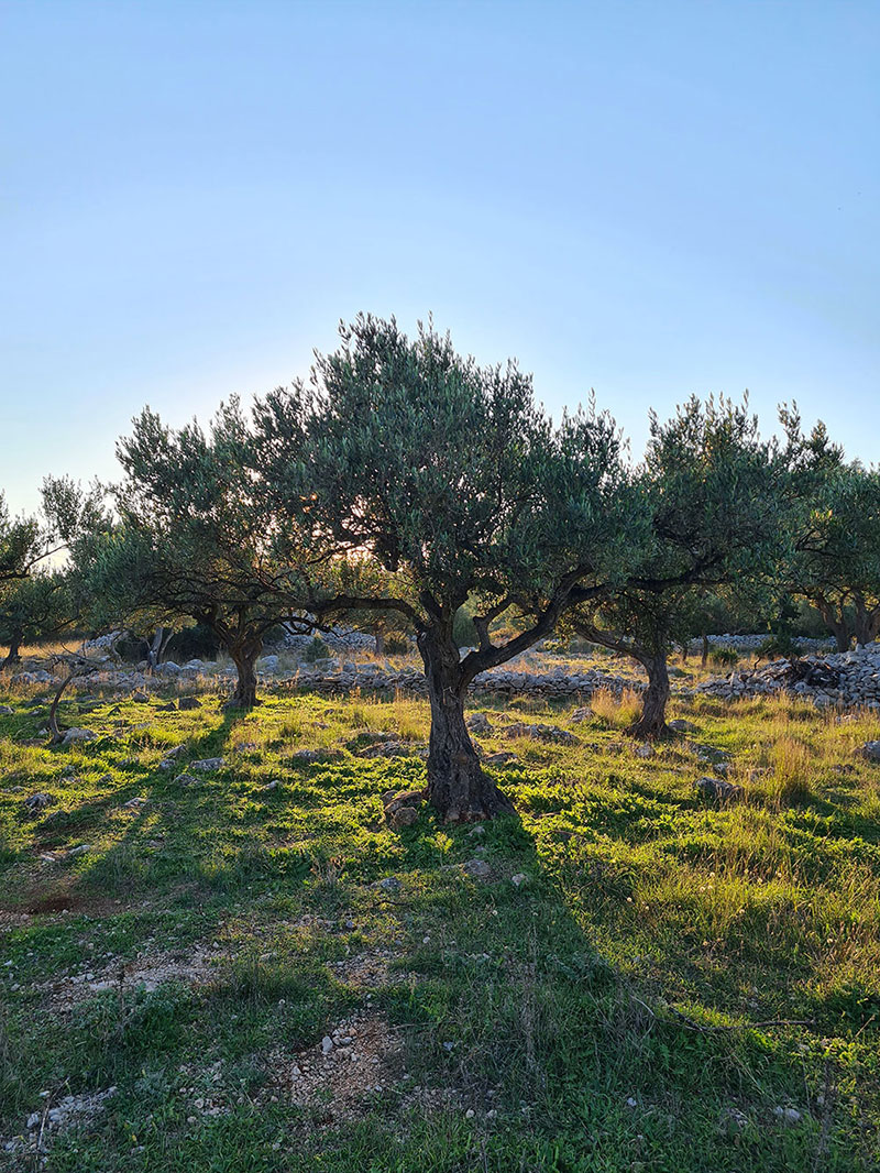 Olive Trees on a Sunny Hillside in Croatia