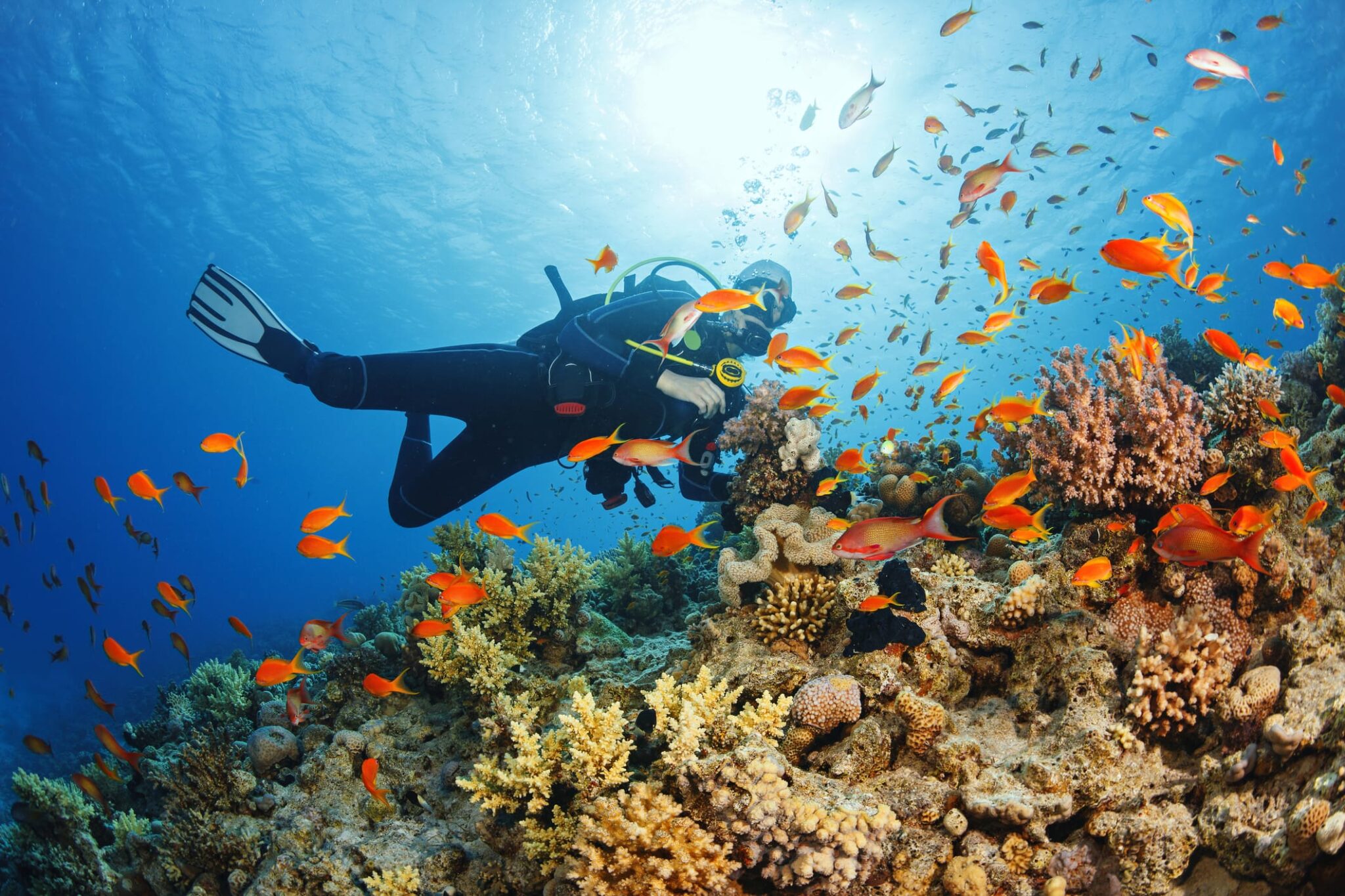Scuba Diver Exploring Vibrant Coral Reefs in the Adriatic Sea