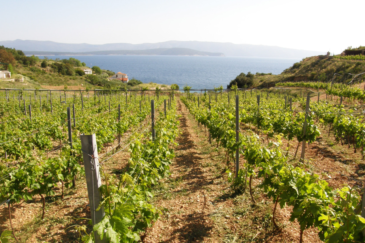 Lush Vineyard Overlooking the Adriatic Coastline